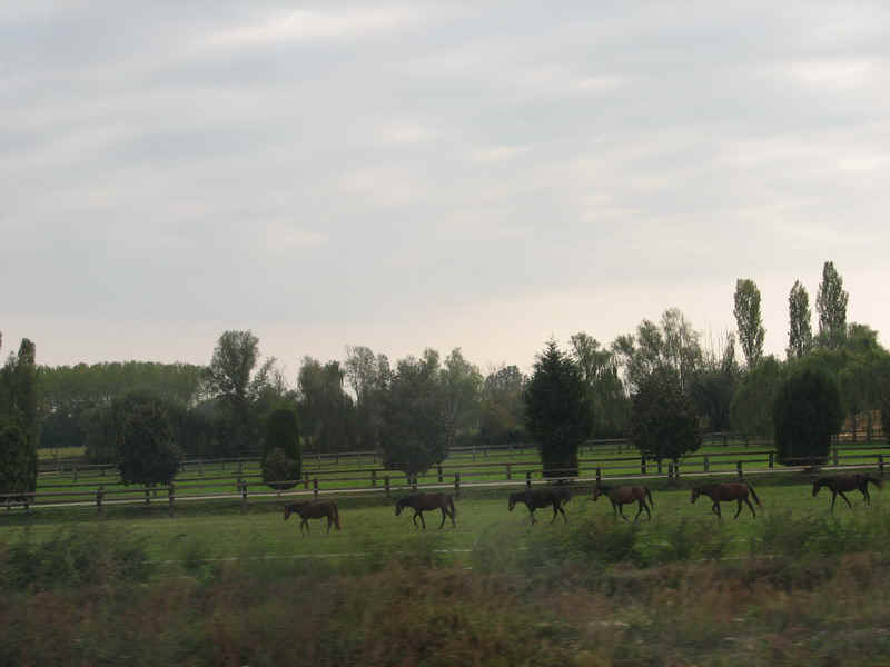 hazafele24.jpg (94487 bytes)