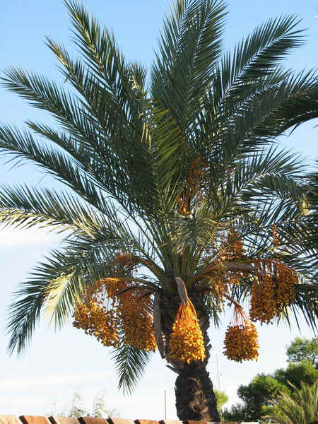 8140.jpg (155453 bytes)